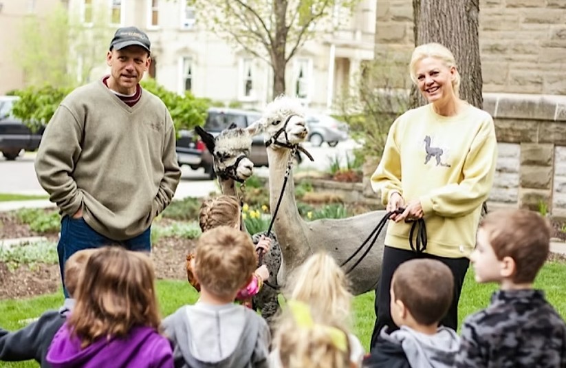 Alpacas visiting children at a school